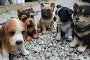こいぬ大集合!パート2 子犬 5個セット置物 かわいい置物 犬の置物柴犬 ヨークシャーテリアビーグル フレンチブルドッグお庭や玄関、お部屋にも合います。プレゼントにもどうぞ。