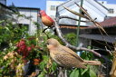 クリップバード置物　かわいい置物　鳥の置物　5個セット小鳥　鳥　クリップお庭の木や、お部屋の観葉植物などに付けると可愛いです。一つずつでもgood！