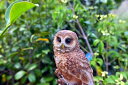 ふくろう ミニフクロウ置物 ちょっとリアルふくろうの置物 小さい置物木にとまったふくろう