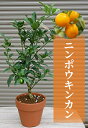 育てて食べれるギフトに2022年9月から12月実付きでのお届けニンポウキンカン　金柑鉢植え　キンカン鉢植え金柑皮ごと食べられる