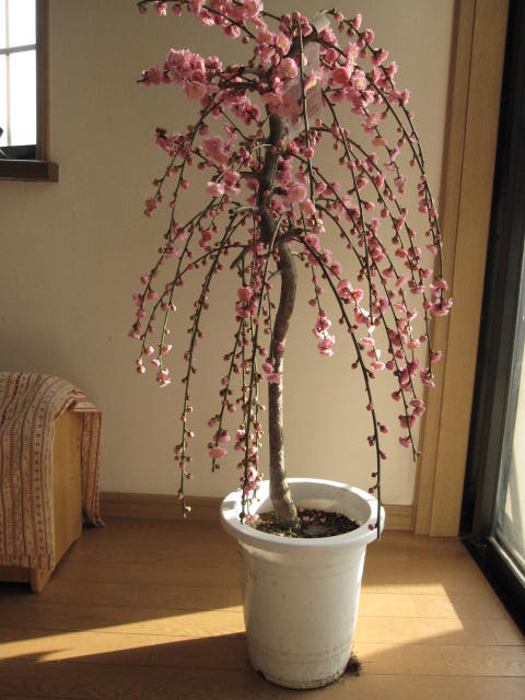 送料無料　2012年　しだれ梅　　大　　　枝垂れ梅はとても豪華です。大苗です。　花が咲いた姿が楽しみなしだれ梅