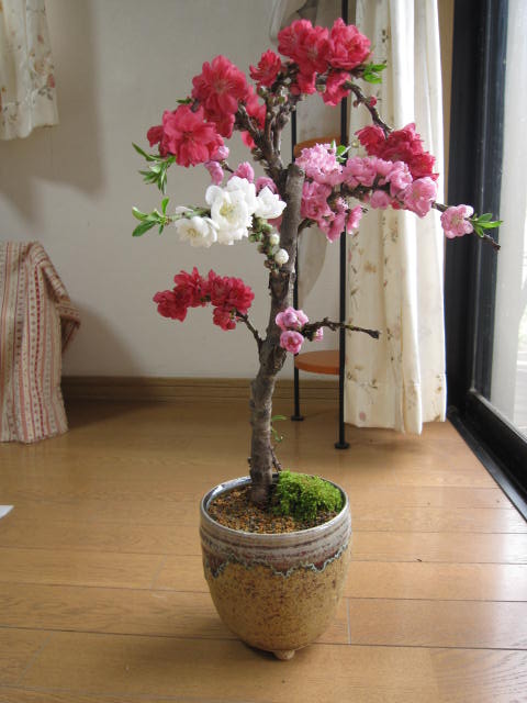 桃・白・赤の　お花が　一本の樹から咲きます。 2012年3月開花予定贈り物にも最適信楽焼き鉢入り縁起の良い桃の木 【鉢植え】 【南京桃しだれ桃 】【桃】　　桃の花　三色桃の花