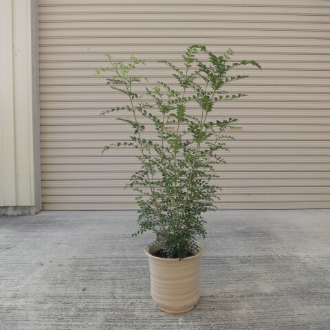 シマトネリコ鉢植え　観葉植物　　人気のある鉢植えです...:minibonsai:10008565