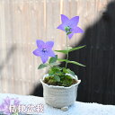ミニ盆栽花鉢 桔梗 盆栽　キキョウ2022年10月15日開花中　きれいな桔梗が楽しめます