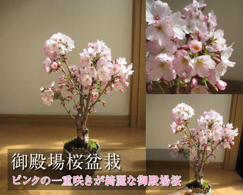 母の日用桜盆栽5月に開花【鉢花】 御殿場桜盆栽花が咲く春 こんな感じで　開花します。盆栽桜…...:minibonsai:10003569