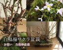 梅盆栽2013年2月頃開花予定梅の開花盆栽香りと花の贈り物梅盆栽 【盆栽】信楽焼き入り白福梅サクラ盆栽 送料無料