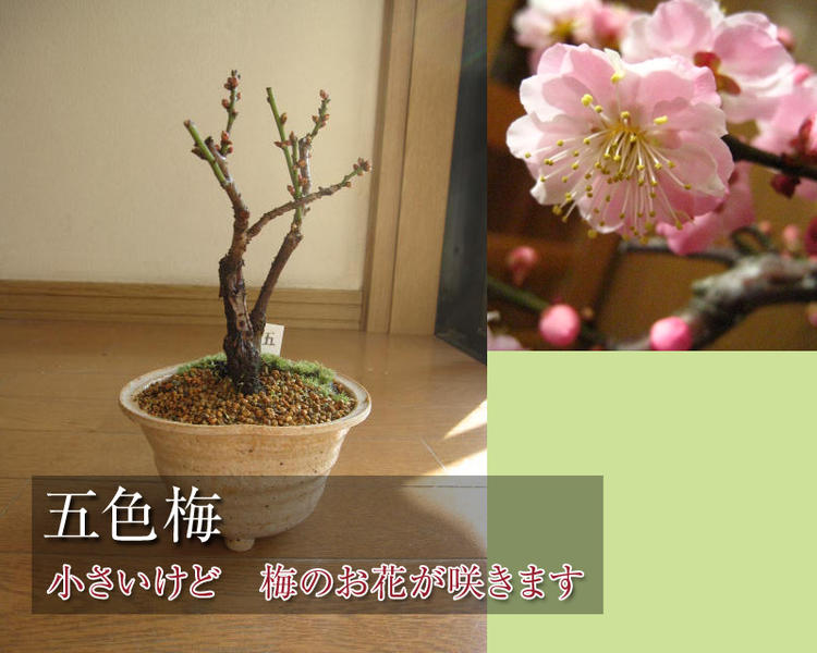 梅盆栽 【盆栽】信楽焼き入り五色梅ミニ梅の盆栽...:minibonsai:10002838