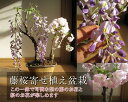 藤盆栽と桜の楽しめる2015年春に咲く お花サクラ盆栽藤と桜の寄せ植え盆栽藤と桜の開花は四月中頃...