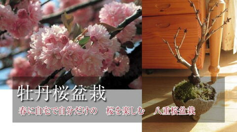 桜 盆栽桜盆栽自分だけの桜が　楽しめます。　2019年花芽付の桜盆栽となります。