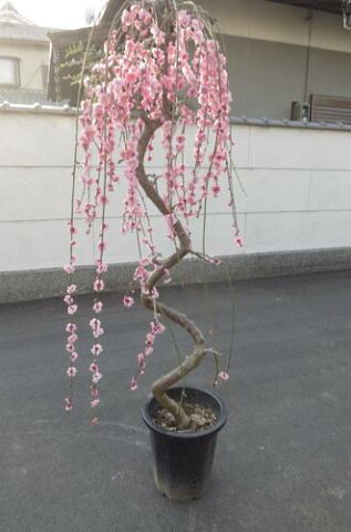 しだれ梅　枝垂れ梅当店おススメ　しだれ梅　特大 自宅で綺麗なしだれ梅が　楽しめます　2019年開花のしだれ梅大です