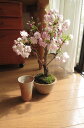 楊貴妃桜2022年4月中頃開花予定八重桜盆栽盆栽 桜:桜のお花見 ミニ盆栽桜 のリビングで お花見ができるさくら盆栽 楊貴妃桜八重桜 盆栽