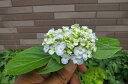 紫陽花ウズアジサイ信楽鉢入り【あじさい】小苗 2017年開花終了剪定後の状態でお届けとなります