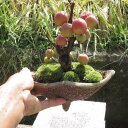2021年実がついてます姫りんご姫りんご盆栽　　鉢植え　　ギフト　盆栽チョコボールの位の実がなります。
