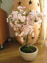 桜盆栽【桜 盆栽★自宅でお花見さくら盆栽★ミニ盆栽の桜★サクラ盆栽開花】御殿場桜で お花見 ...