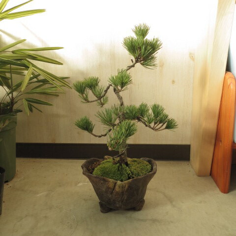 盆栽：葉松 【五葉松盆栽】...:minibonsai:10008622