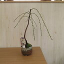 しだれ梅盆栽2023年に開化二月の花 八重咲の白色と 香りの贈り物 ミニしだれ梅盆栽
