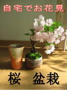 【桜盆栽】ミニ盆栽桜:桜盆栽 お花見盆栽 2014年の春に桜を自宅でみる炎彩信楽コップでお花見セット【鉢花】