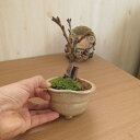 サクラのお花見を自宅で楽しめます4月中頃に開花自宅でミニ桜でお花見盆栽【ミニ盆栽桜】八重咲サクラ盆栽ミニボンサイ一才桜 旭山桜盆栽