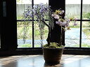藤盆栽と桜の楽しめる2021年開花藤盆栽となります。藤と桜の寄せ植え盆栽藤と桜の開花は四月中頃より開花します。【藤盆栽】手作り信楽鉢入り