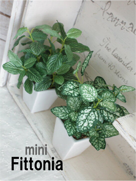 観葉植物 ミニフィットニア H18 造花 フェイクグリーン 光触媒 CT触媒...:mintcafe:10001540