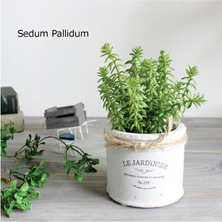 Succulent＊ 多肉植物 セダム・パリダム H15＊テラコッタ 造花 インテリア CT触媒 観葉植物 フェイクグリーン