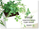 シュガーバイン L.シサスプラント ライトグリーン 観葉植物 造花 フェイクグリーン 消臭 光触媒 CT触媒