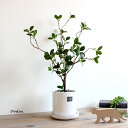 ドウダンツツジ 52cm 貫入鉢皿付 造花 インテリア 観葉植物 フェイクグリーン