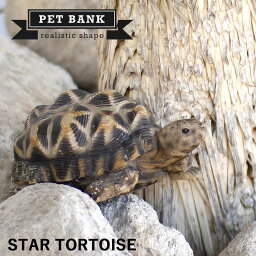 PET BANK 「ペットバンク ホシガメ」 リアルな動物の貯金箱 STAR TORTOISE アニマル コインバンク カメ 亀 リクガメ 爬虫類 置物 フィギュア プレゼント ギフト 贈り物