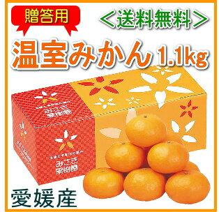 【送料無料】＜愛媛産：贈答用＞温室みかん1.1kg（M-L玉）