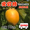 大箱10kgで送料無料・愛宕柿(干し柿用...