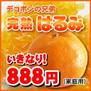 デコポンの兄弟！大注目の完熟はるみ・いきなり888円2箱以上ご注文で送料無料・3箱で1箱増量・4箱で2箱増量大特典付