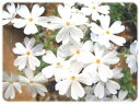 芝桜(シバザクラ)リトルドット 40P