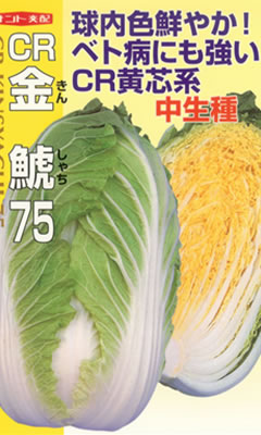 白菜種　CR金鯱　75