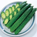 キュウリ種シャキット (350粒)きゅうり 胡瓜