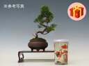 盆栽 真柏(糸魚川)(日本酒付き)【ミニ盆栽 小品盆栽 松柏盆栽 父の日 ギフト お買い得商品】 盆栽専門店 三浦培樹園
