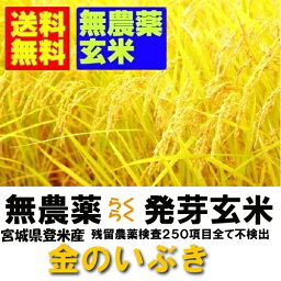 【無農薬　無洗米タイプ　らくらく<strong>発芽</strong>玄米】　令和5年産　宮城県産<strong>金のいぶき</strong>　2kgx2袋　【無洗米の玄米】【北海道〜近畿地方のみ送料無料】【中国・四国・九州・沖縄地方は追加運賃】