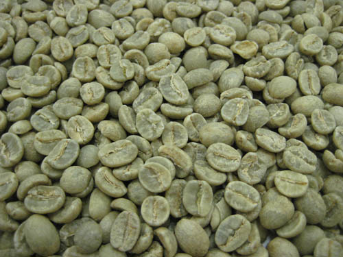 コーヒー生豆タンザニアAA　1kg【10P03Dec16】...:mmc-coffee:10000040
