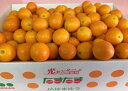 発送は1/20日から!みかん たまたま 3L A品(3.0kg) 完熟きんかん 糖度16度以上 JAみやざき ふるさと物産品