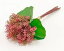 【大感謝価格】いろはに花 雅草 ピンク 400861202