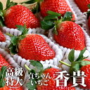 【送料無料】【クーポン利用で30%OFF】香貴(VIP貞ちゃん)とちおとめ【TSM】