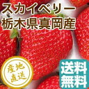 完熟スカイベリー 2パック入箱 1パック約310g×2 栃木県真岡産 いちご 送料無料