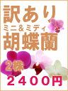 【ラン】訳あり　ミニ・ミディ胡蝶蘭　2鉢セット【アウトレット】【アウトレット　洋ラン】この子達の個性を活かしてもらえませんか？ご自宅・生け花・押し花・アレンジメント・ディスプレイなど大活躍間違いなし