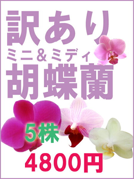 【ラン】訳あり　ミニ・ミディ胡蝶蘭5鉢セット【アウトレット】5鉢買えば1鉢960円！お部屋＆お友達にも♪　ご自宅・生け花・押し花・アレンジメント・ディスプレイなど大活躍間違いなし