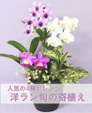 洋ラン寄植え　「花緑いろいろ」竹 お正月花・お歳暮に最適とっても華やかな当園だけの洋蘭寄せ植え♪いつもと違うギフトに！