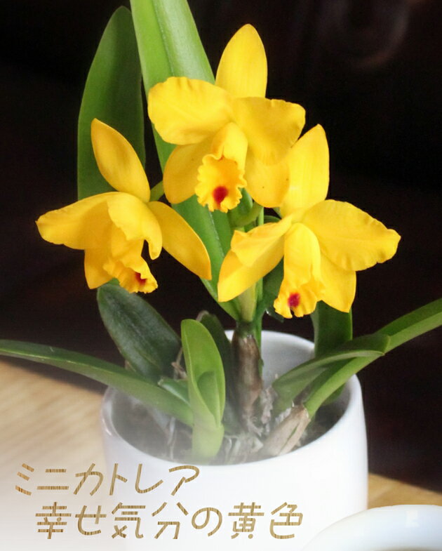 【ラン】蘭　黄色のミニカトレア　リビングサイズ蕾つき【黄色系】