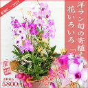 洋ラン寄植え　「花いろいろ　天草」お正月に飾る花として門松に代わり正月飾り用に洋蘭を寄せ植え アレンジ 2012年の始まりは玄関から華やかに！(送料無料・在庫あり) 世界に一つだけのオリジナルフラワーギフトとっても華やかな当園だけの洋蘭寄せ植え♪特別なギフトに！2012年 お正月に飾る花としてアレンジ