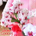 M3 【4月22日までポイント5倍】 MVP受賞祭 ワンランク上の洋蘭ギフト『ミディ胡蝶蘭3本立ち「ソレイユ」』 ギフト送料無料・関東翌日あす楽配送 在庫あり、母の日 お祝い 誕生日プレゼントには胡蝶蘭ギフト 楽ギフ_包装選択 smtb-MS