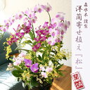 当店自慢!『洋ラン豪華寄植え「花爛慢」』花業界のプロが選ぶ、東京花市場「ベストアレンジ賞受賞」【楽ギフ_包装選択】【楽ギフ_名入れ】【楽ギフ_のし宛書】送料無料 陶器鉢花