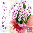 少量再販 『JFSダブル受賞　花すみれ5本豪華仕立て』胡蝶蘭を超え大人気の洋蘭送料無料　お彼岸、お祝い、誕生日プレゼントに！胡蝶蘭を超え人気の洋蘭5本仕立花すみれ送料無料・在庫あり開店祝い・開業祝い、また誕生日プレゼントやお供えなど花を記念に！