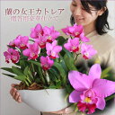 今期最後!限定1鉢!大切な方のお誕生日やギフトにおススメ!季節限定発売『ランの女王 カトレア「リトルプリンセス」デザイン鉢超豪華仕立て』【楽ギフ_のし】【楽ギフ_メッセ入力】陶器鉢花